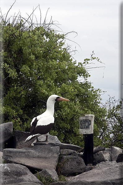 foto Flora e la fauna della Isole Galapagos